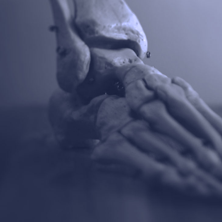 foot skeletal model